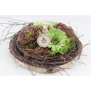 arr4 Semp PL - Hout schijf los