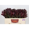 Leucadendron Saf Sunset Dark R.