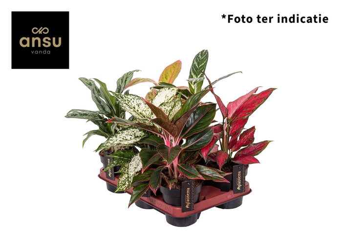 <h4>Aglaonema overig</h4>