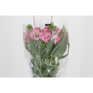 ALSTROEMERIA PAMELA 080 CM