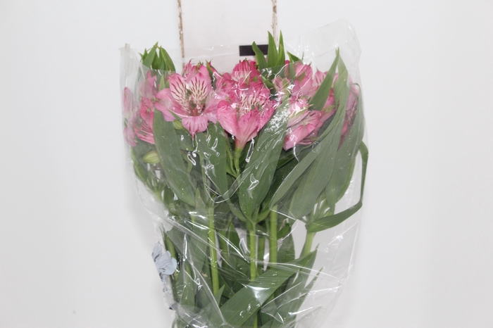 ALSTROEMERIA PAMELA 080 CM