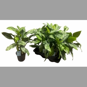 AGLAO PAINT PRINCESS