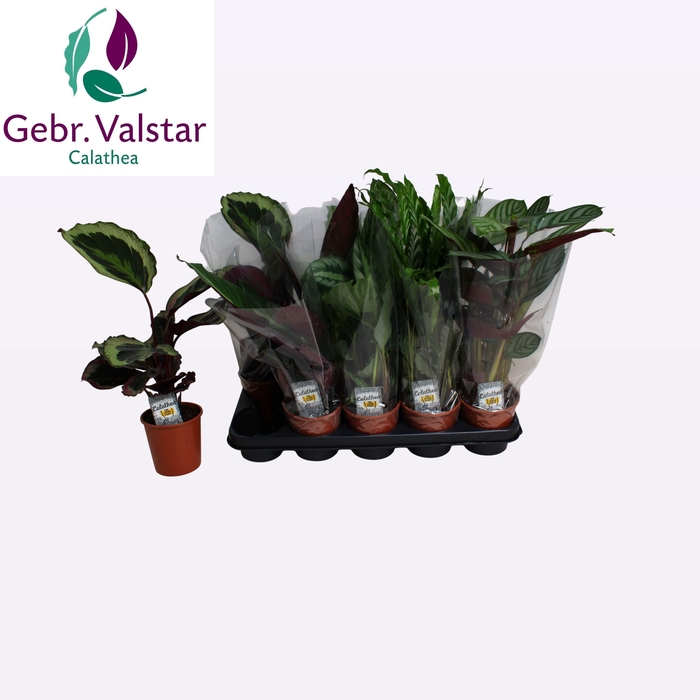 <h4>CALAT GEM 5 SRT</h4>