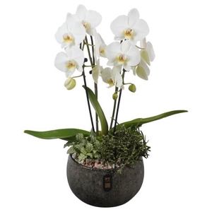 PTIB5350 Arrangementen kamerplanten