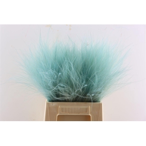 Dried Stypha Light Blue(10 Toef) Bunch
