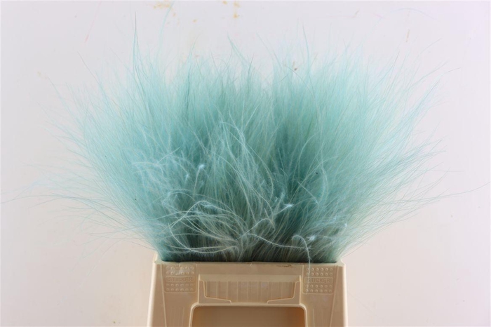 <h4>Dried Stypha Light Blue(10 Toef) Bunch</h4>
