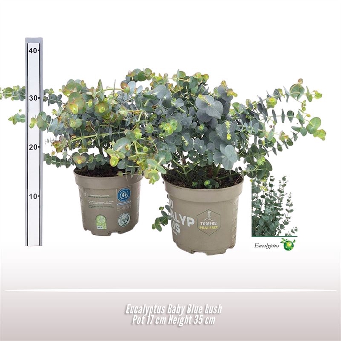 <h4>Eucalyptus Baby Blue struik</h4>