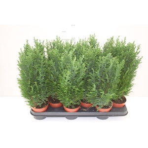 Chamaecyparis La Ellwoodii