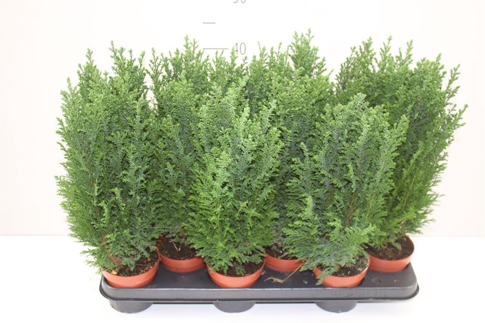 <h4>Chamaecyparis La Ellwoodii</h4>