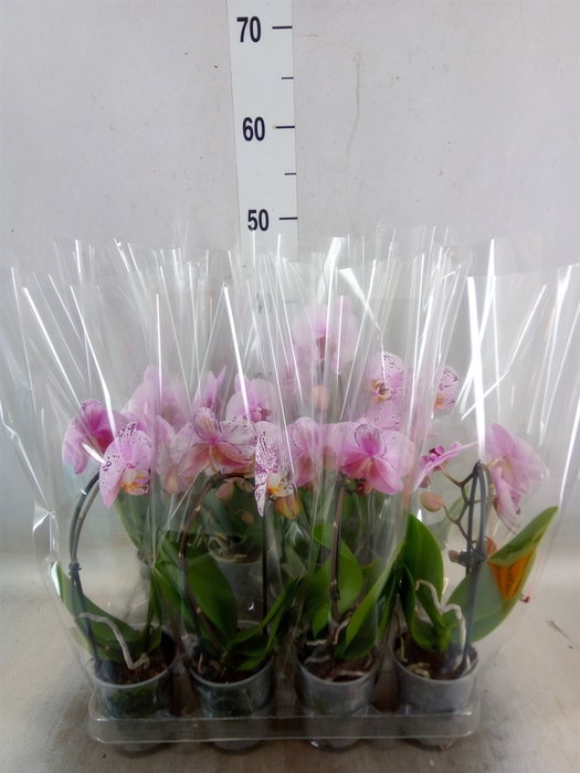 <h4>Phalaenopsis  'Elegant Cascade'</h4>