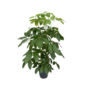 Schefflera actin. 'Amate'