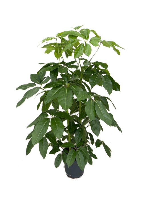 <h4>Schefflera actin. 'Amate'</h4>