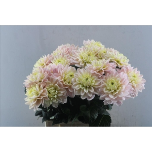 Dahlia diana's memory