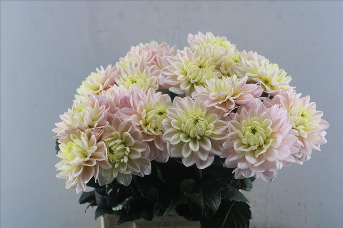 <h4>Dahlia diana's memory</h4>