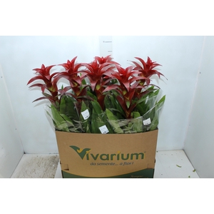 GUZMANIA FINEST RED P14