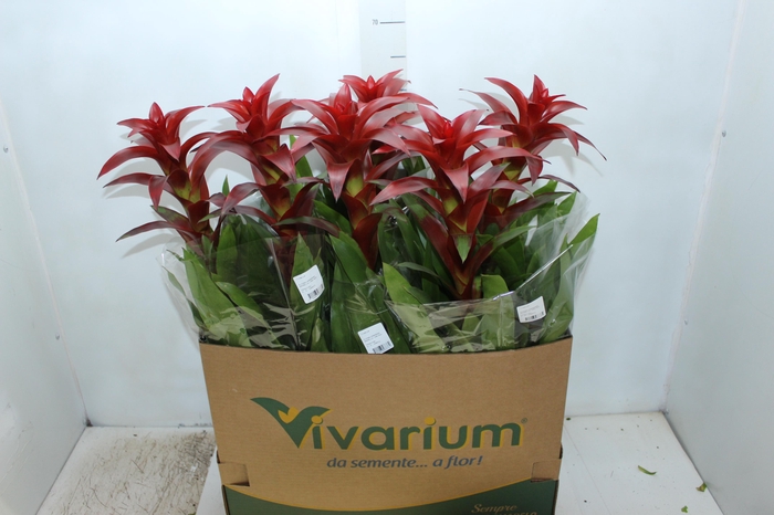 <h4>GUZMANIA FINEST RED P14</h4>