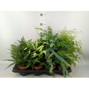 Ferns   ...mix