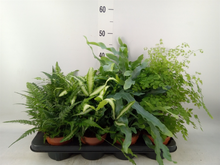 <h4>Ferns   ...mix</h4>