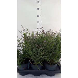Verbena bonariensis