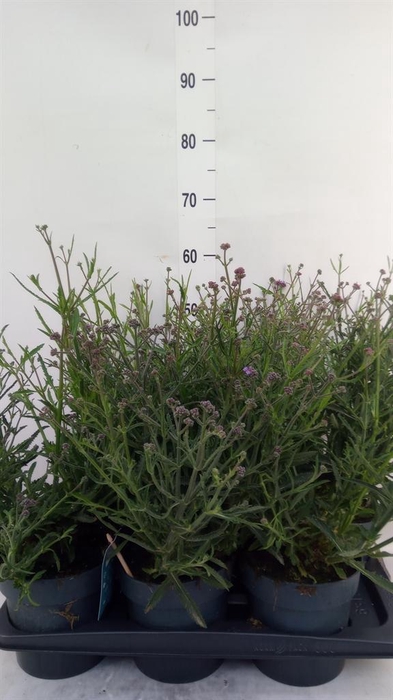 <h4>Verbena bonariensis</h4>