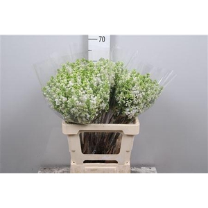 Syr Vu White Wonder 4+