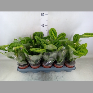 Maranta leuc. 'Lemon'