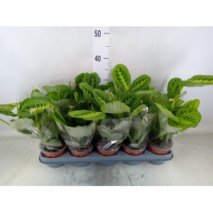 Maranta leuc. 'Lemon'