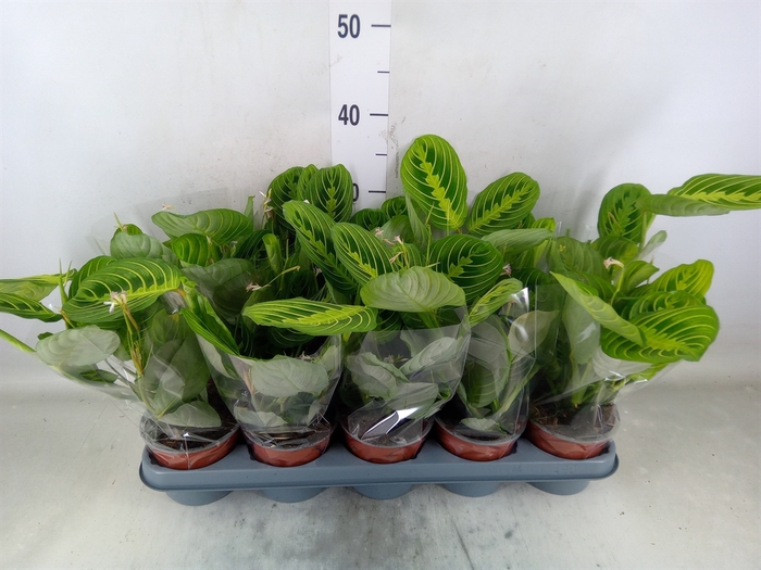 <h4>Maranta leuc. 'Lemon'</h4>
