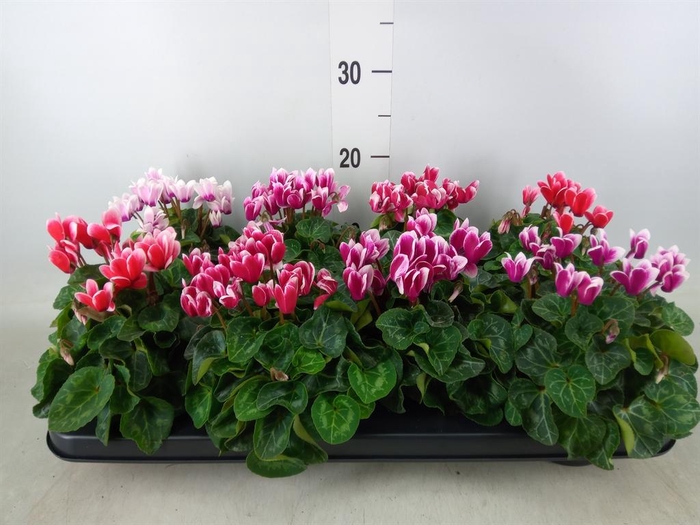<h4>Cyclamen KL 'Compact Fuji'</h4>