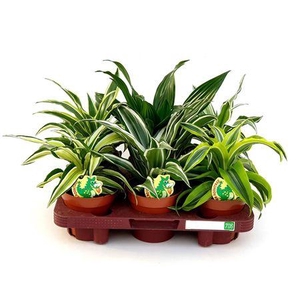 Dracaena Dragonmix Min. 5 Soorten