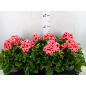 Pelargonium gran.   ..