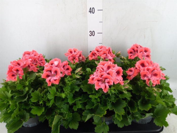 <h4>Pelargonium gran.   ..</h4>
