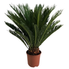 Cycas revoluta