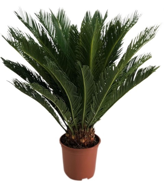 Cycas revoluta