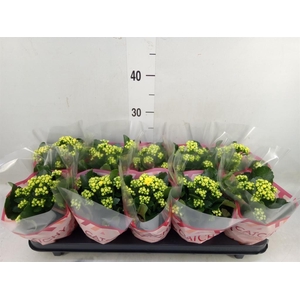 Kalanchoe blos. 'RosDon Amaril'