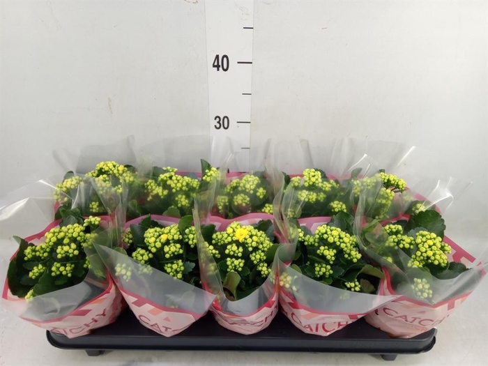 <h4>Kalanchoe blos. 'RosDon Amaril'</h4>