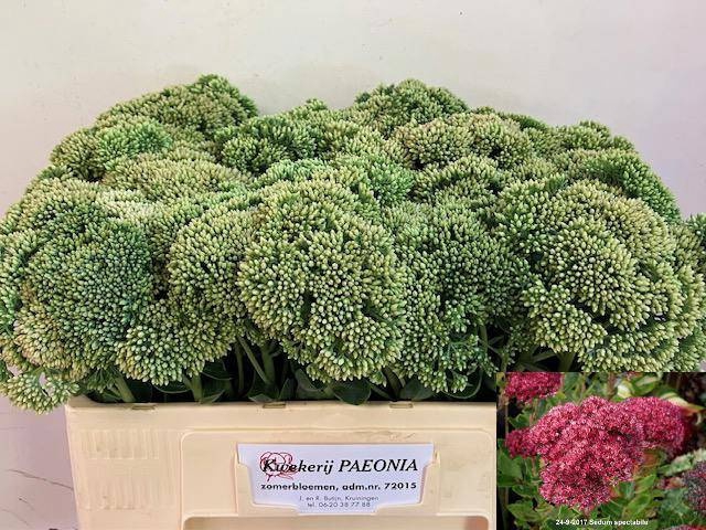 <h4>SEDUM SPECTABILE</h4>