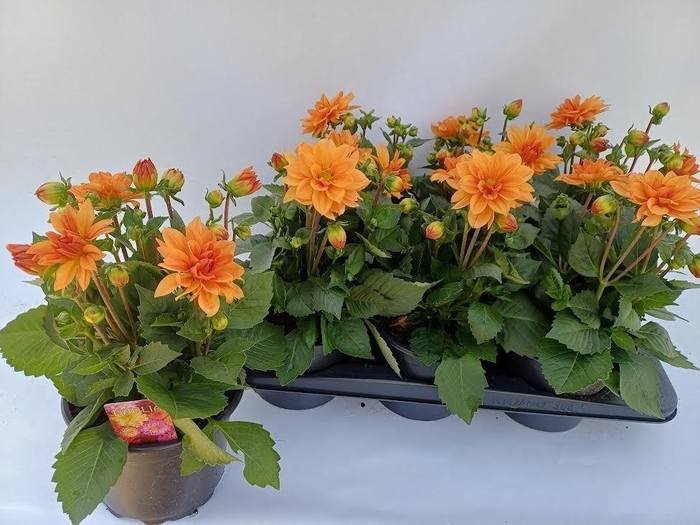 <h4>Dahlia  'Dahlinova Tempt Golden'</h4>