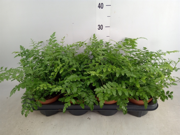 <h4>Asplenium parvati</h4>