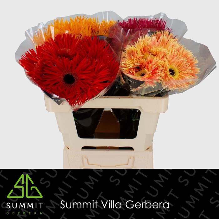 <h4>GE GS MIXED SPIDER</h4>