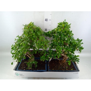 Bonsai   ...mix