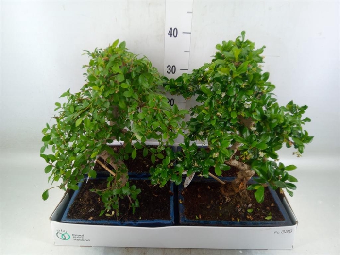 <h4>Bonsai   ...mix</h4>