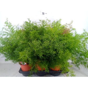 Asparagus dens. 'Cwebe'