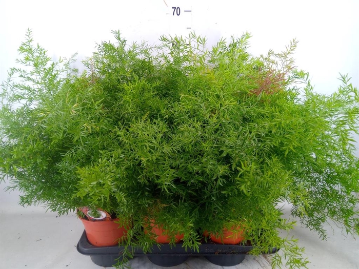 <h4>Asparagus dens. 'Cwebe'</h4>