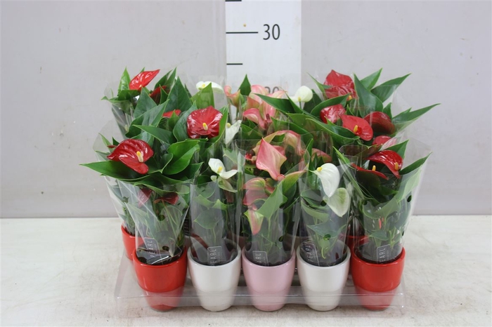 <h4>Anth An Gemengd In Carly Spring Love Keramiek</h4>