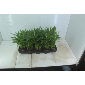 ARECA BAMBU P11