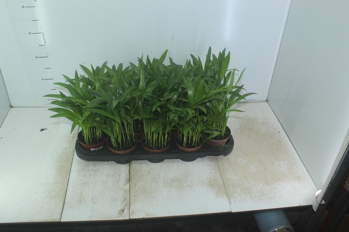 <h4>ARECA BAMBU P11</h4>