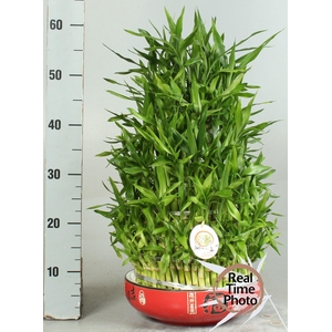 DRA LUCKY BAMBOO
