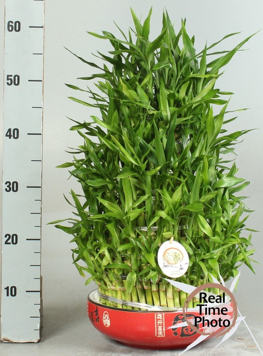 <h4>DRA LUCKY BAMBOO</h4>
