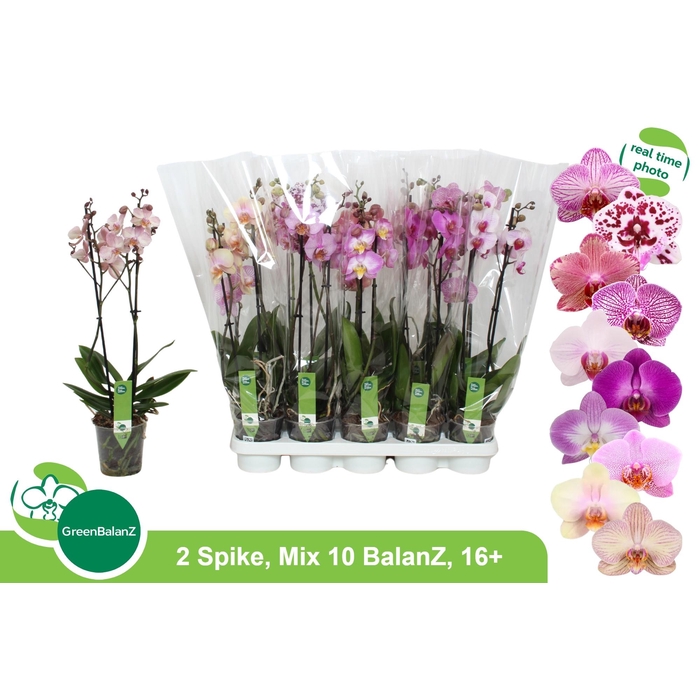 <h4>PHAL GEM 10 KL</h4>